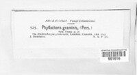 Phyllachora graminis image